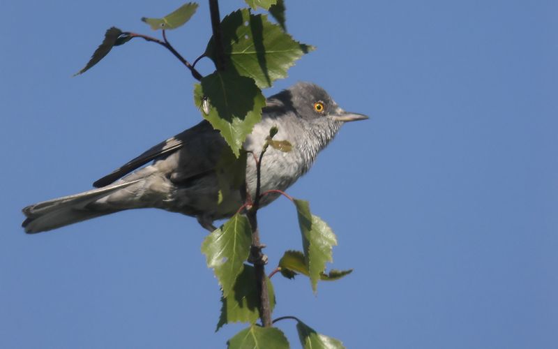 Höksångare - Barred Warbler (Curruca nisoria)