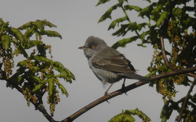 Höksångare - Barred Warbler (Curruca nisoria)