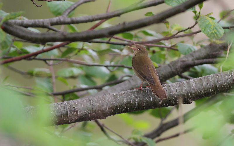 Flodsångare - River Warbler (Locustella fluviatilis)