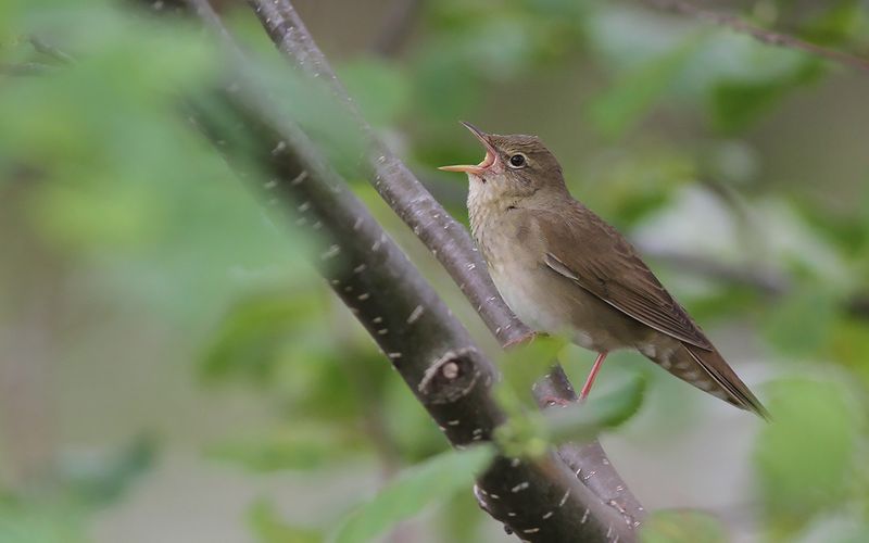 Flodsångare - River Warbler (Locustella fluviatilis)