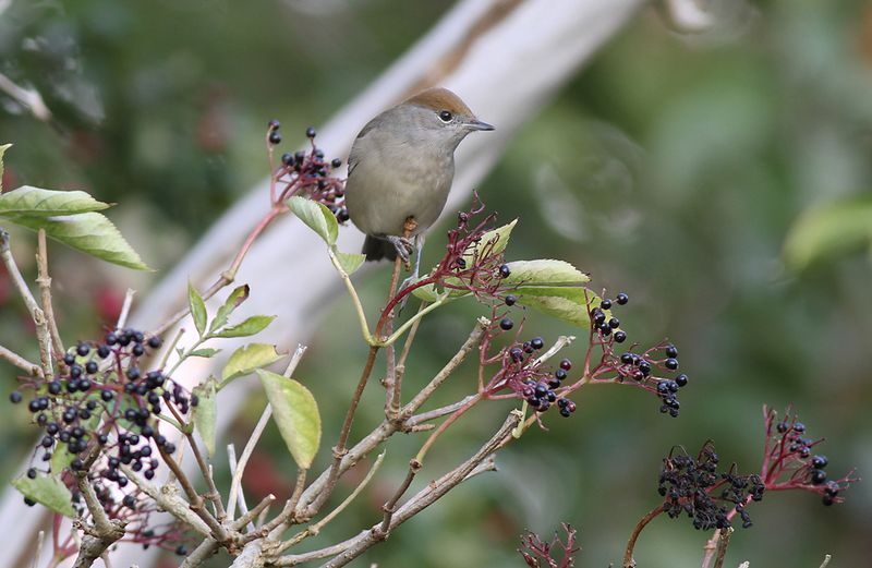 Svarthätta - Blackcap (Sylvia atricapilla)