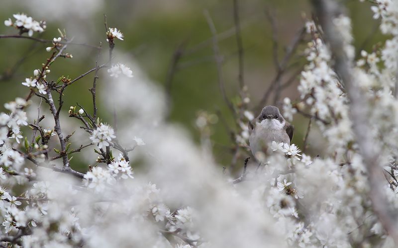 Ärtsångare - Lesser Whitethroat (Curruca curruca)