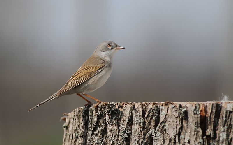 Törnsångare - Common Whitethroat (Curruca communis)