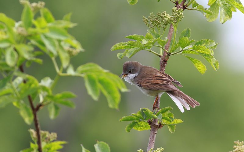 Törnsångare - Common Whitethroat (Curruca communis)