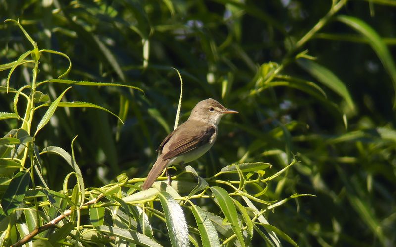 Busksångare - Blyth's Reed Warbler (Acrocephalus dumetorum)