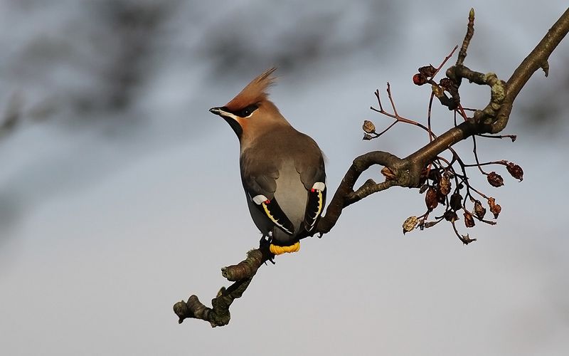 Sidensvans - Waxwing (Bombycilla garrulus)