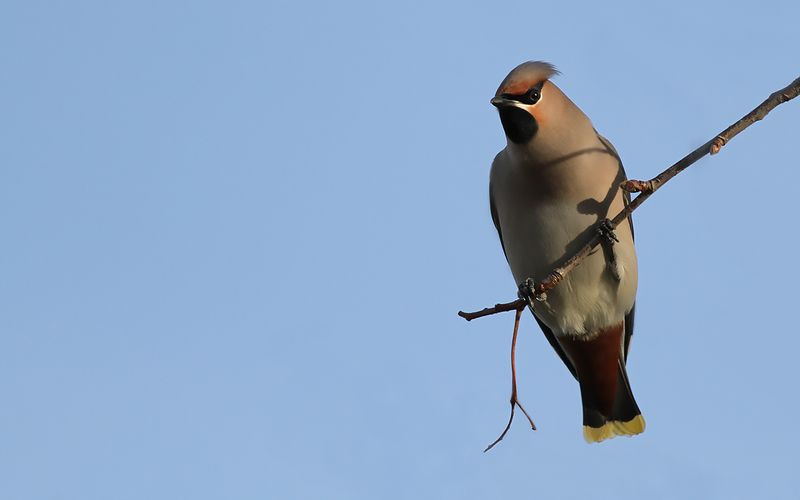 Sidensvans - Waxwing (Bombycilla garrulus)