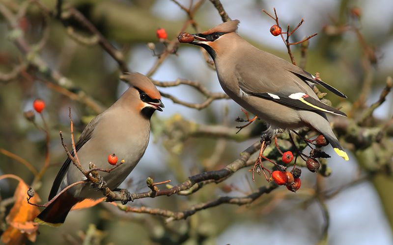 Sidensvans - Waxwing (Bombycilla garrulus)