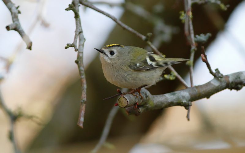 Kungsfågel - Goldcrest (Regulus regulus)