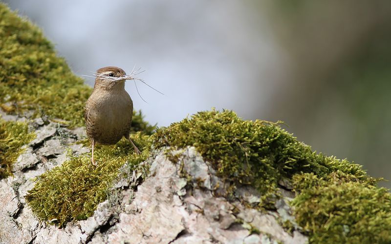 Gärdsmyg - Wren (Troglodytes troglodytes)
