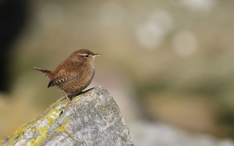 Gärdsmyg - Wren (Troglodytes troglodytes)