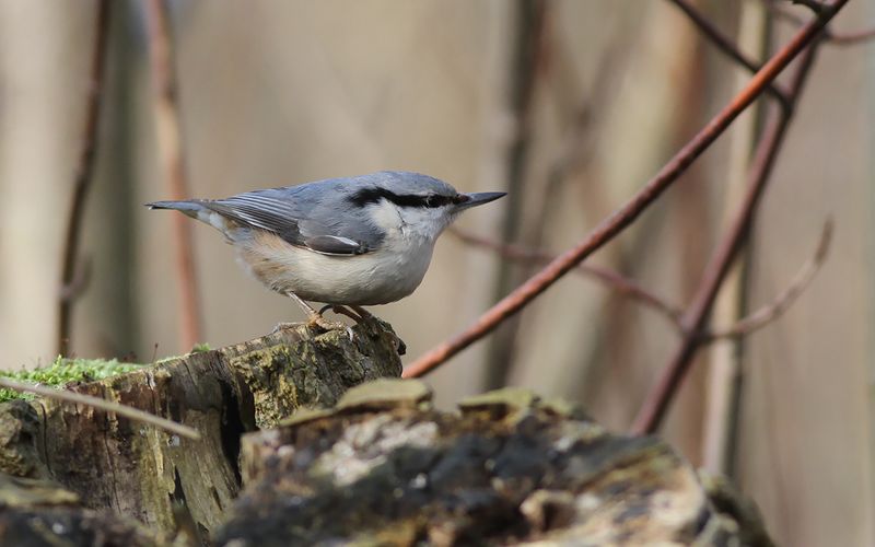 Nötväcka - Nuthatch (Sitta europaea)