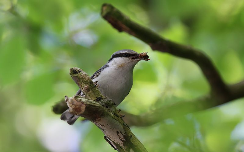 Nötväcka - Nuthatch (Sitta europaea)