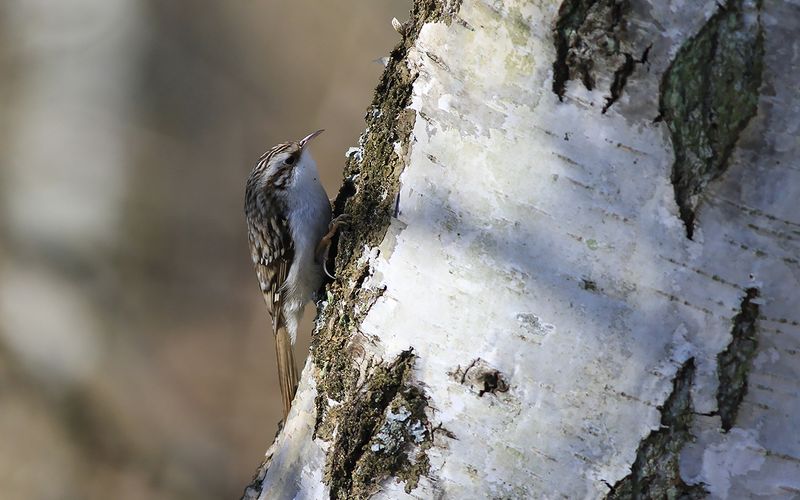 Trädkrypare - Treecreeper (Certhia familiaris)