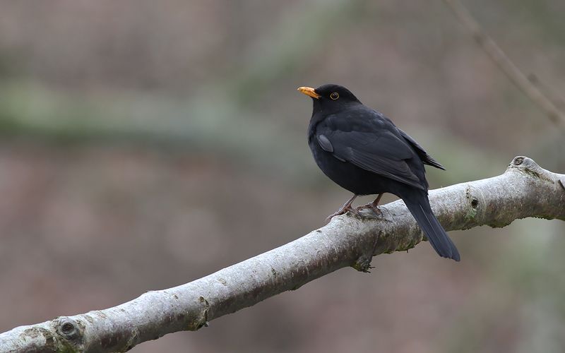Koltrast- Blackbird (Turdus merula)