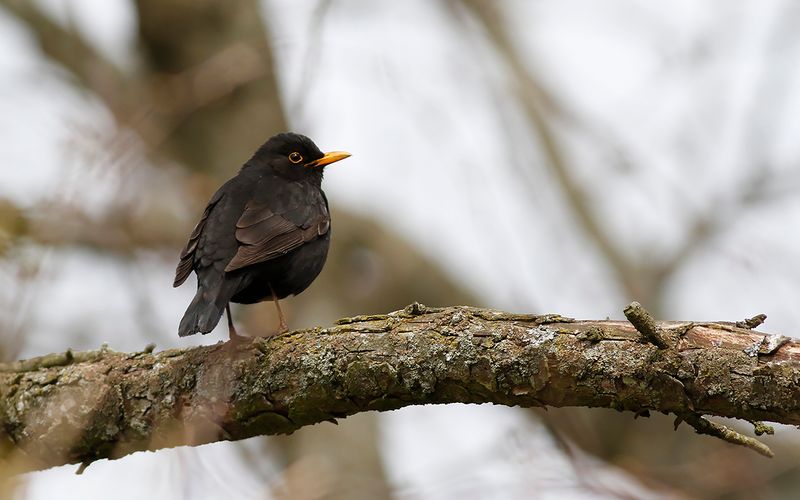 Koltrast- Blackbird (Turdus merula)
