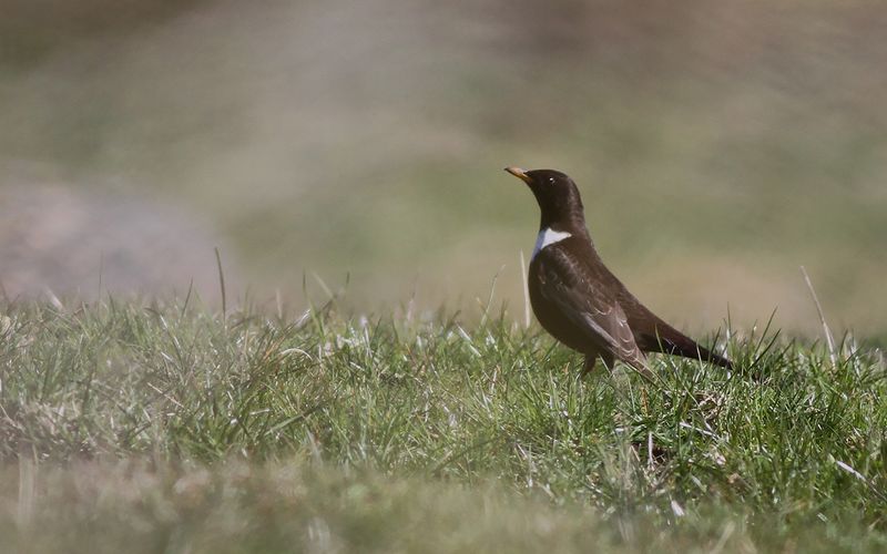 Ringtrast - Ring Ouzel (Turdus torquatus)