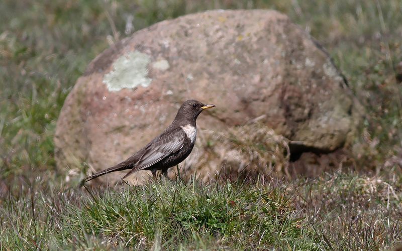 Ringtrast - Ring Ouzel (Turdus torquatus)