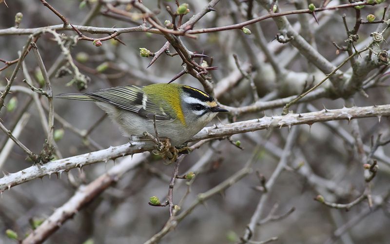 Brandkronad kungsfågel - Firecrest (Regulus ignicapilla)