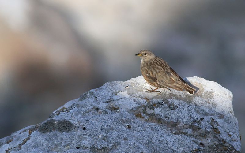 Alpjärnsparv - Alpine Accentor (Prunella collaris)