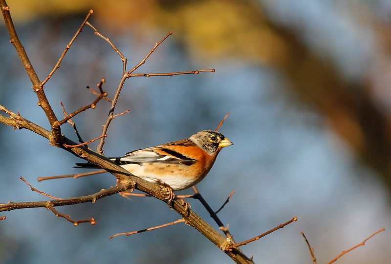 Bergfink - Brambling (Fringilla montifringilla)