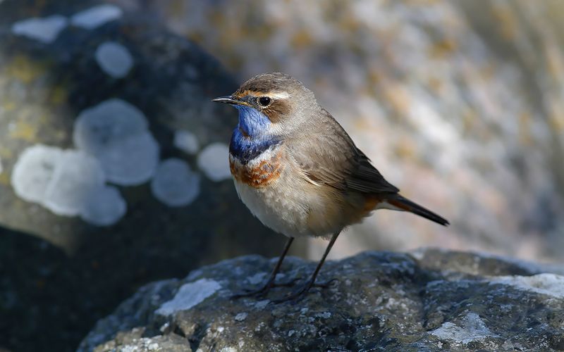 Blåhake - Bluethroat (Luscinia svecica)