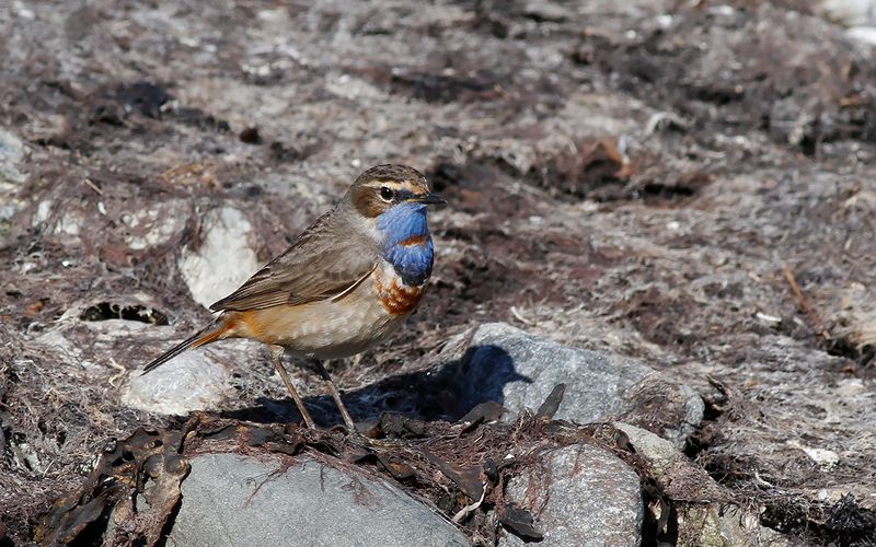 Blåhake - Bluethroat (Luscinia svecica)