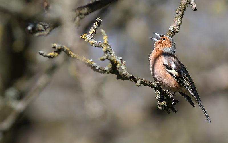 Bofink - Chaffinch (Fringilla coelebs)
