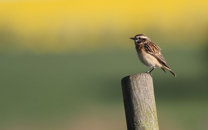 Buskskvätta - Whinchat (Saxicola rubetra)