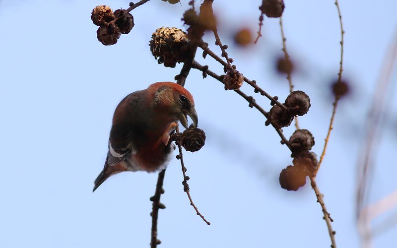 Bändelkorsnäbb - Two-barred Crossbill (Loxia bifasciata)