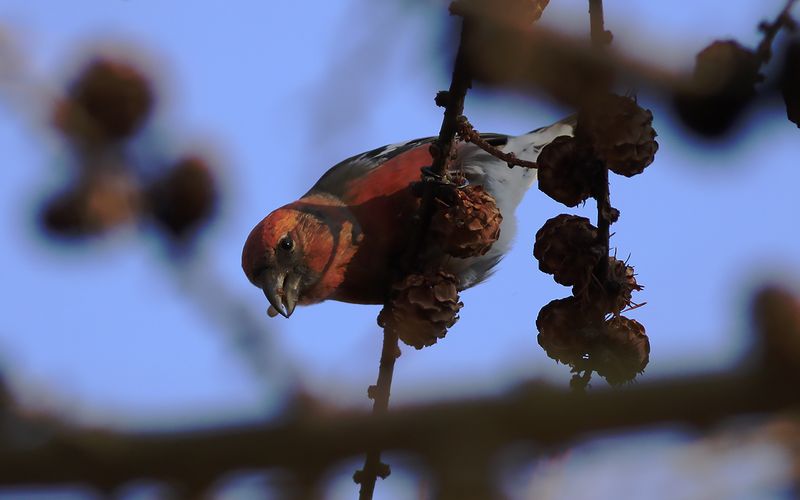 Bändelkorsnäbb - Two-barred Crossbill (Loxia bifasciata)