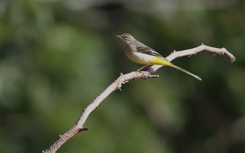 Forsärla - Grey Wagtail (Motacilla cinerea)