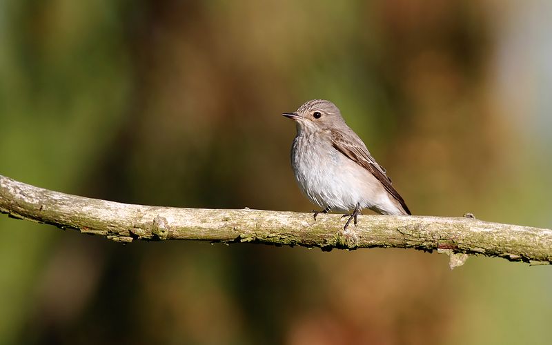 Flycatchers - Sparrows