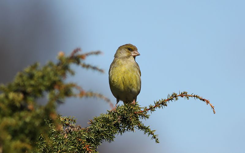 Grönfink - Greenfinch (Chloris chloris)