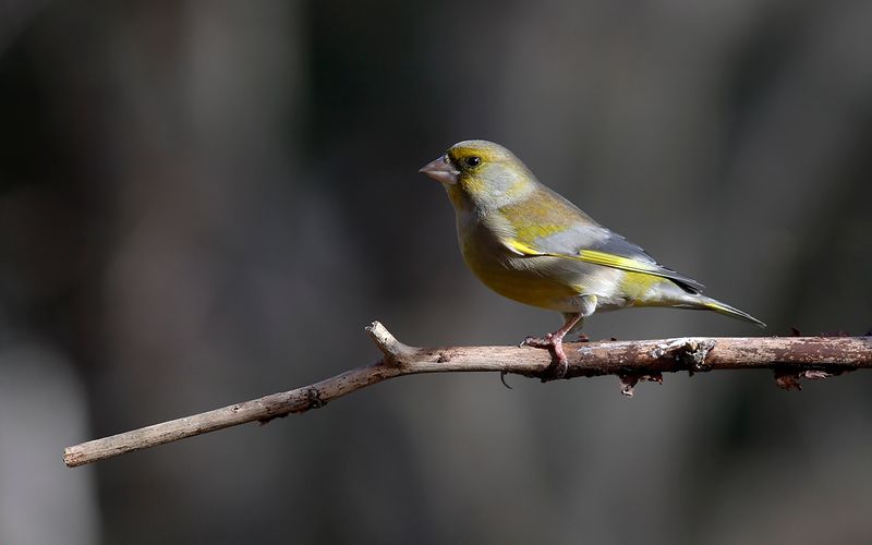 Grönfink - Greenfinch (Chloris chloris)