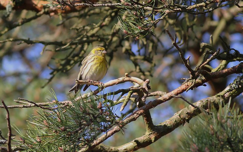 Gulhämpling - Serin (Serinus serinus)