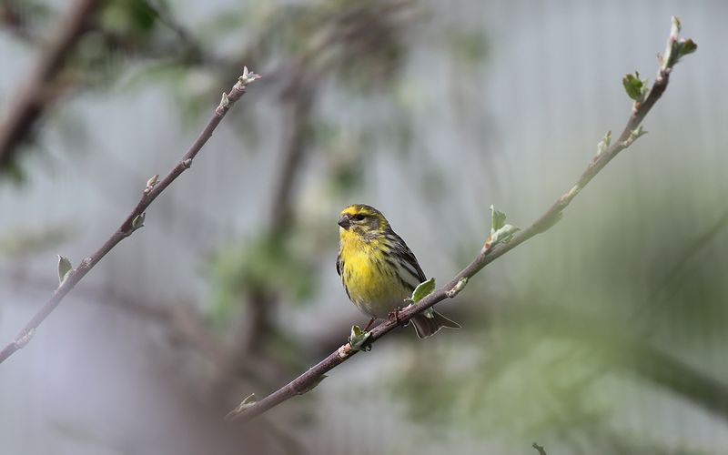 Gulhämpling - Serin (Serinus serinus)