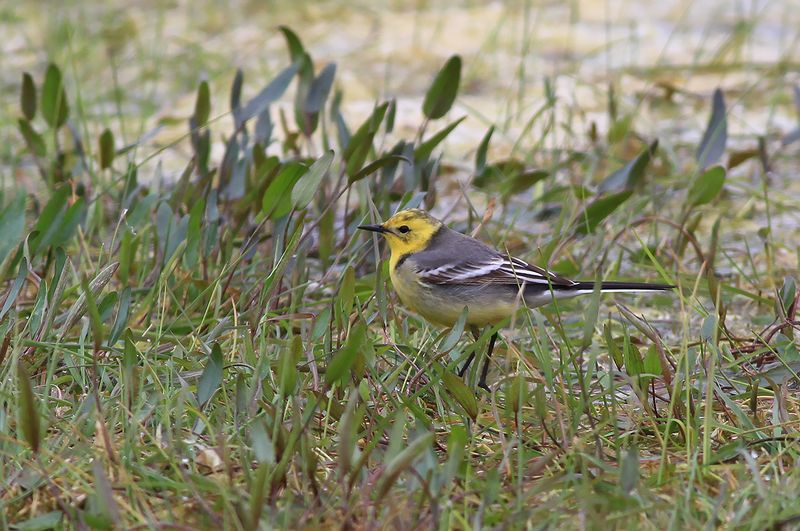 Citronärla - Citrine Wagtail (Motacilla citreola)