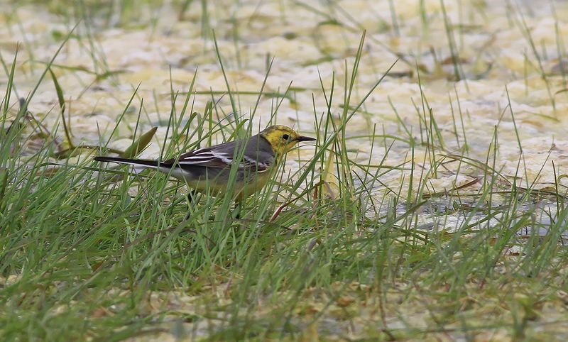 Citronärla - Citrine Wagtail (Motacilla citreola)