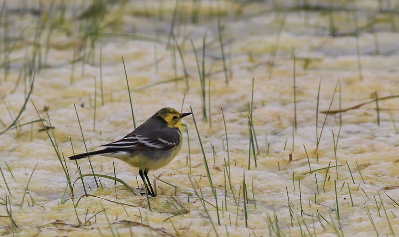 Citronärla - Citrine Wagtail (Motacilla citreola)