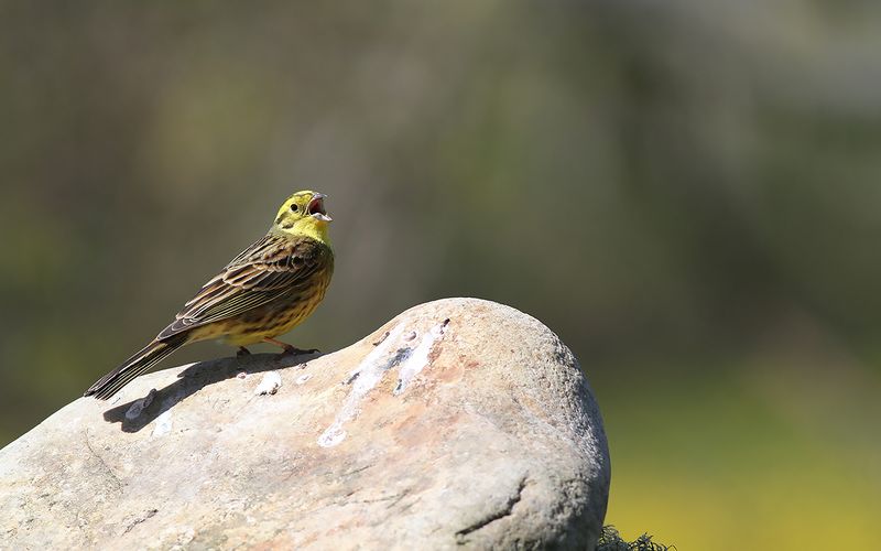 Gulsparv - Yellowhammer (Emberiza citrinella)