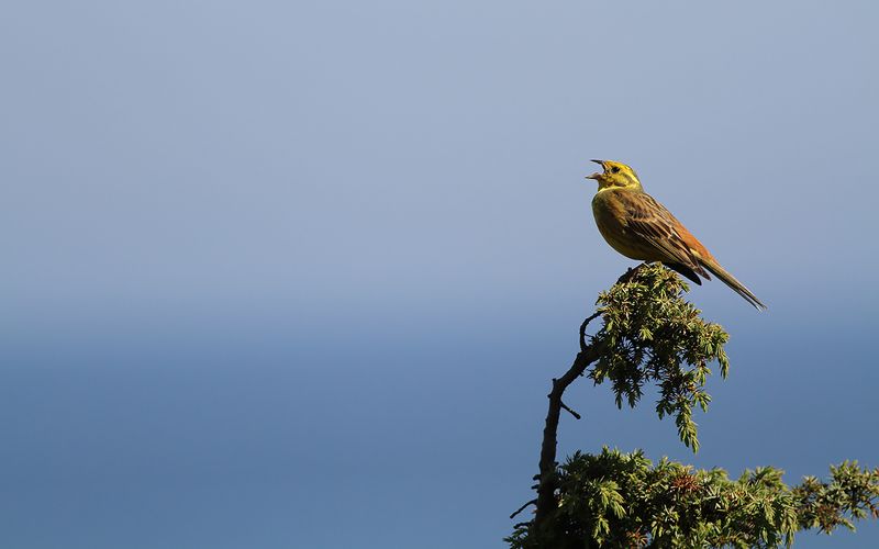 Gulsparv - Yellowhammer (Emberiza citrinella)