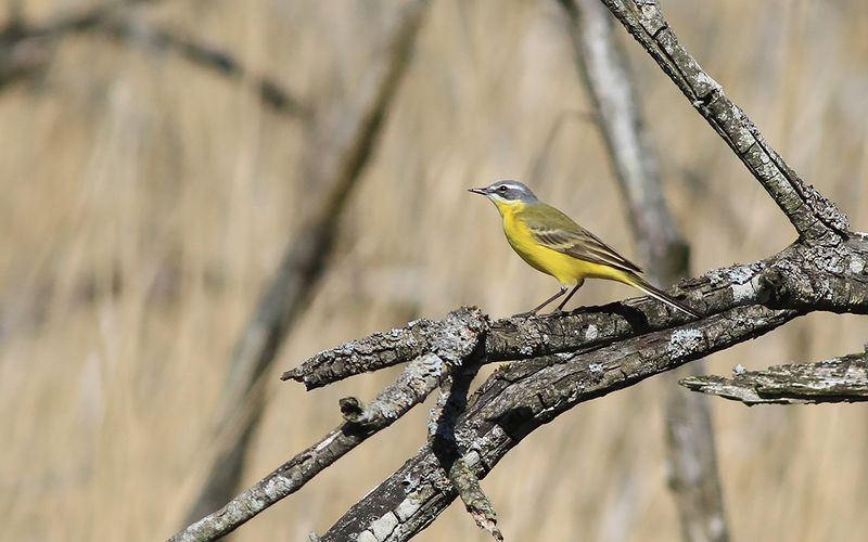 Gulärla - Yellow Wagtail (Motacilla flava)