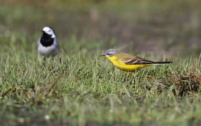 Gulärla - Yellow Wagtail (Motacilla flava)
