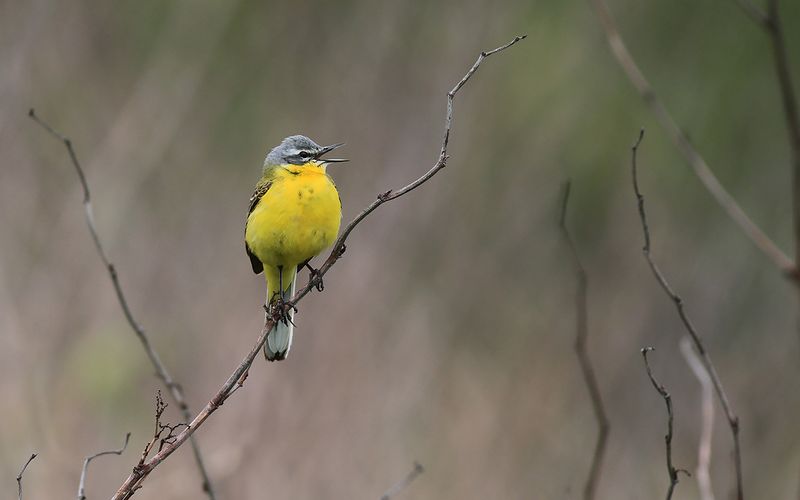 Gulärla - Yellow Wagtail (Motacilla flava)