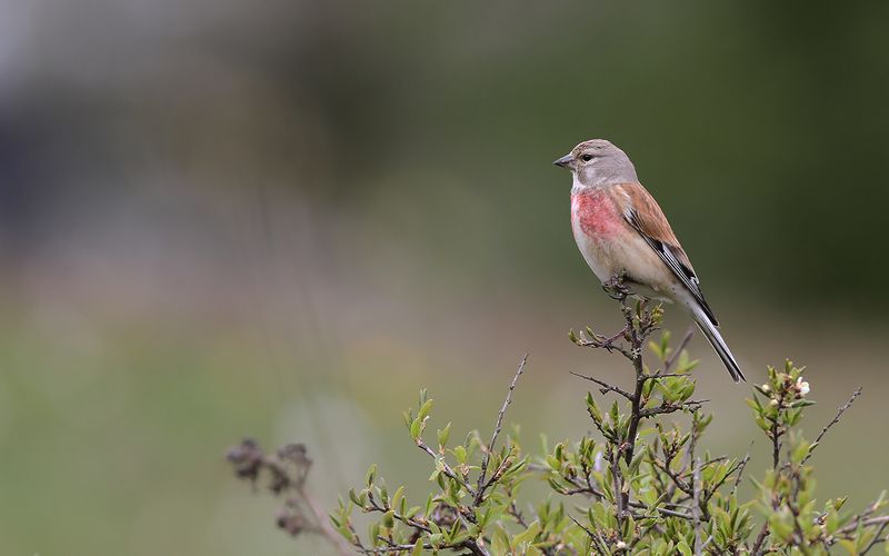 Hämpling - Linnet (Linaria cannabina)