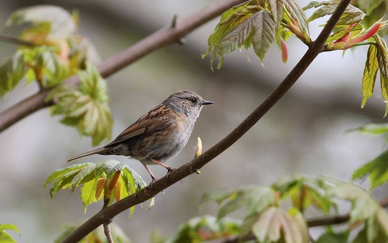 Järnsparv - Dunnock (Prunella montanella)