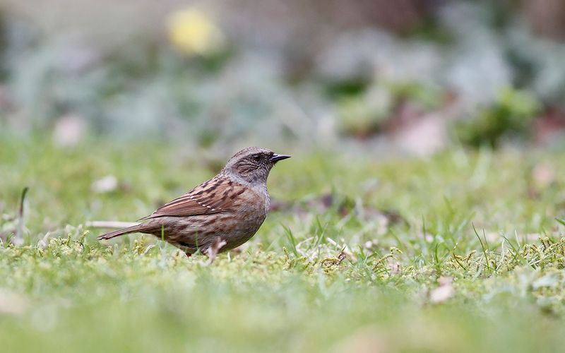 Järnsparv - Dunnock (Prunella montanella)