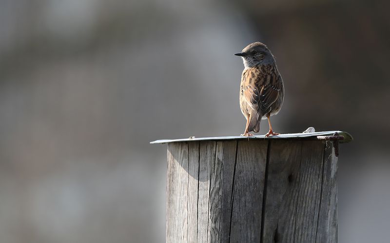 Järnsparv - Dunnock (Prunella montanella)