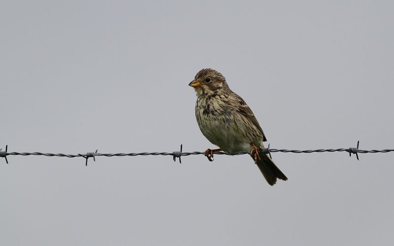 Kornsparv - Corn Bunting (Emberiza calandra)